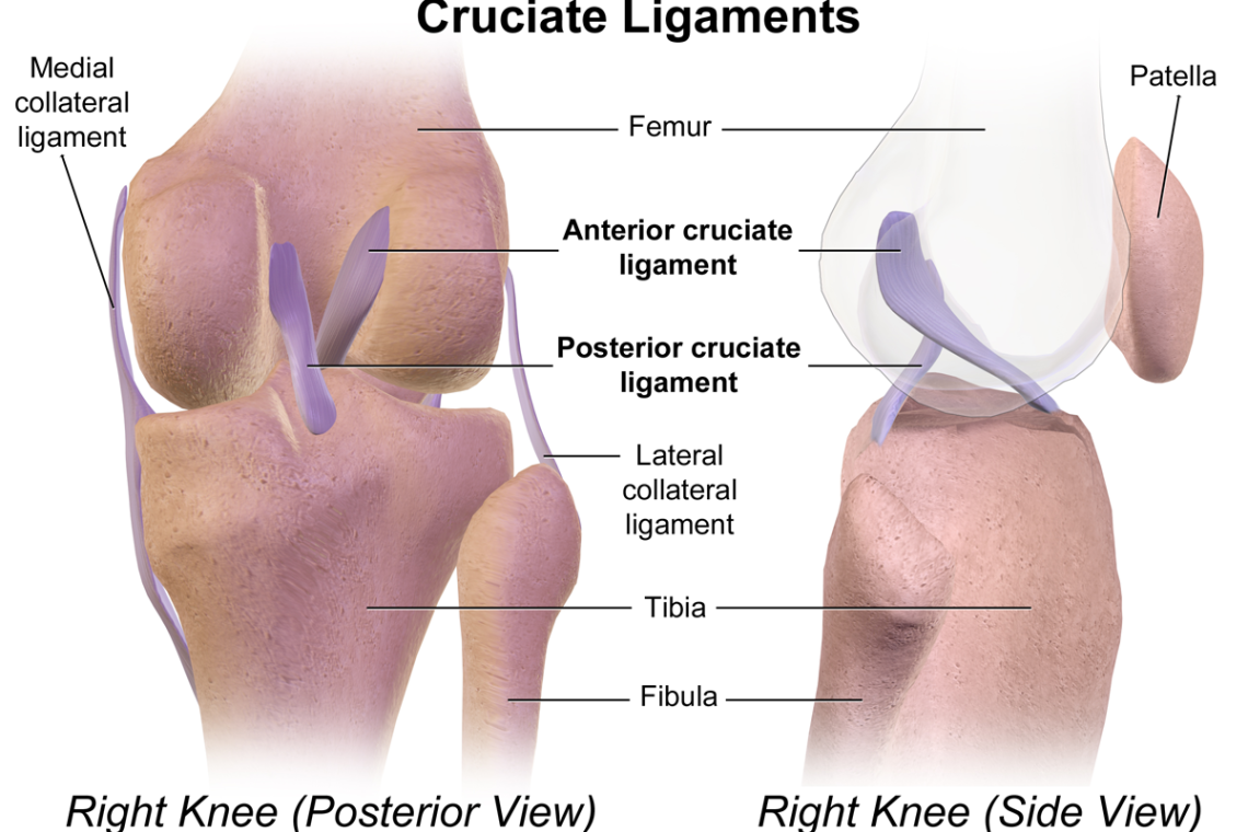 عوامل موثر در دوام بیشتر رباط صلیبی بعد از بازسازی